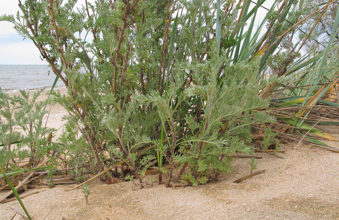 Image of genus Artemisia specimen.