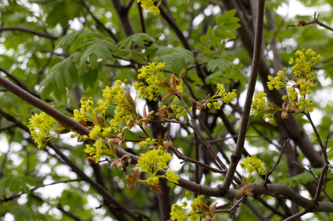 Image of Acer platanoides specimen.