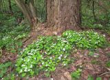 Oxalis acetosella