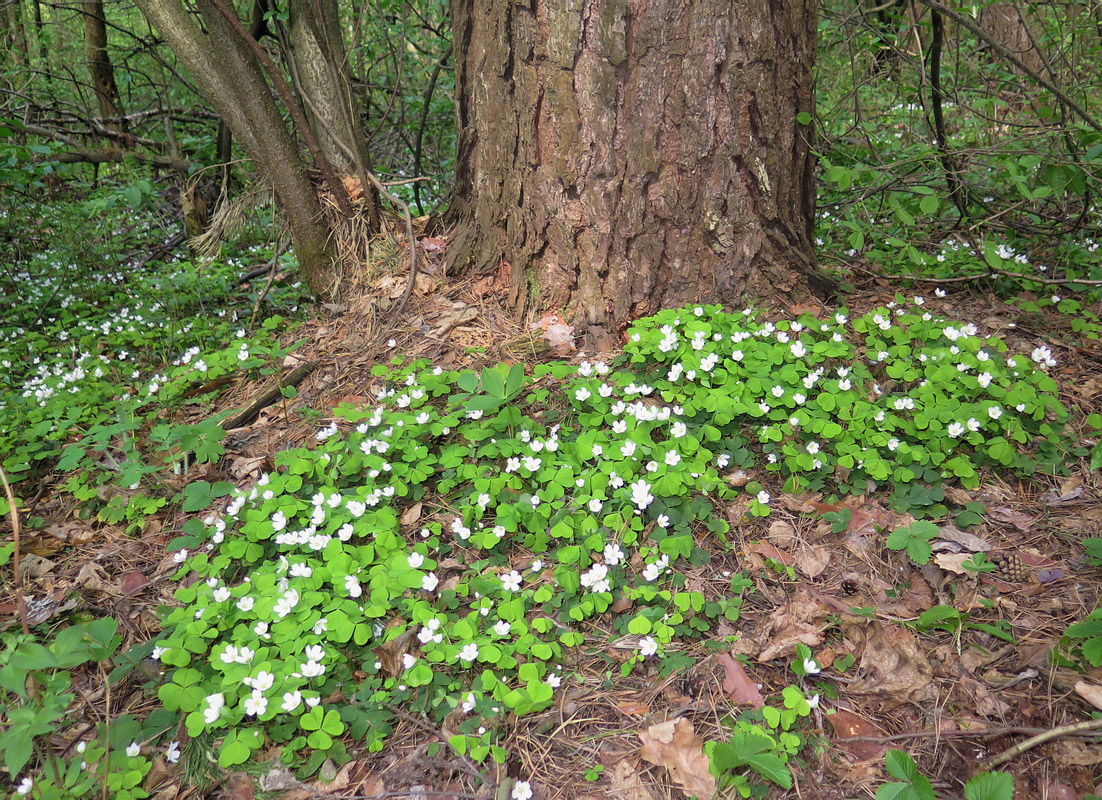 Изображение особи Oxalis acetosella.