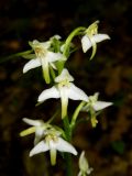 Platanthera chlorantha