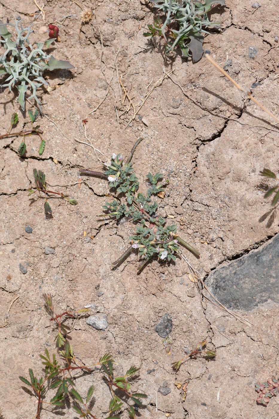 Image of Lotus glinoides specimen.