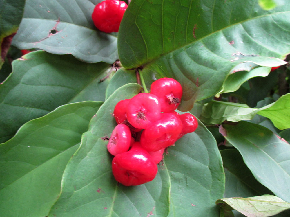 Image of Syzygium aqueum specimen.