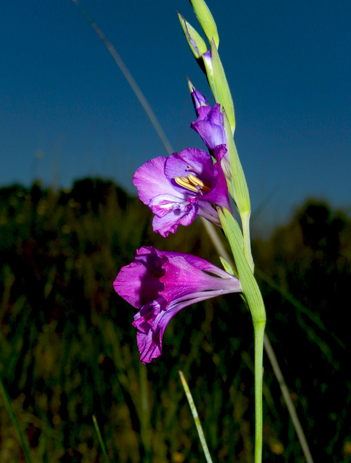 Изображение особи Gladiolus tenuis.