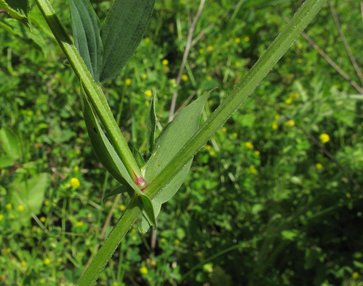 Image of Lathyrus pratensis specimen.