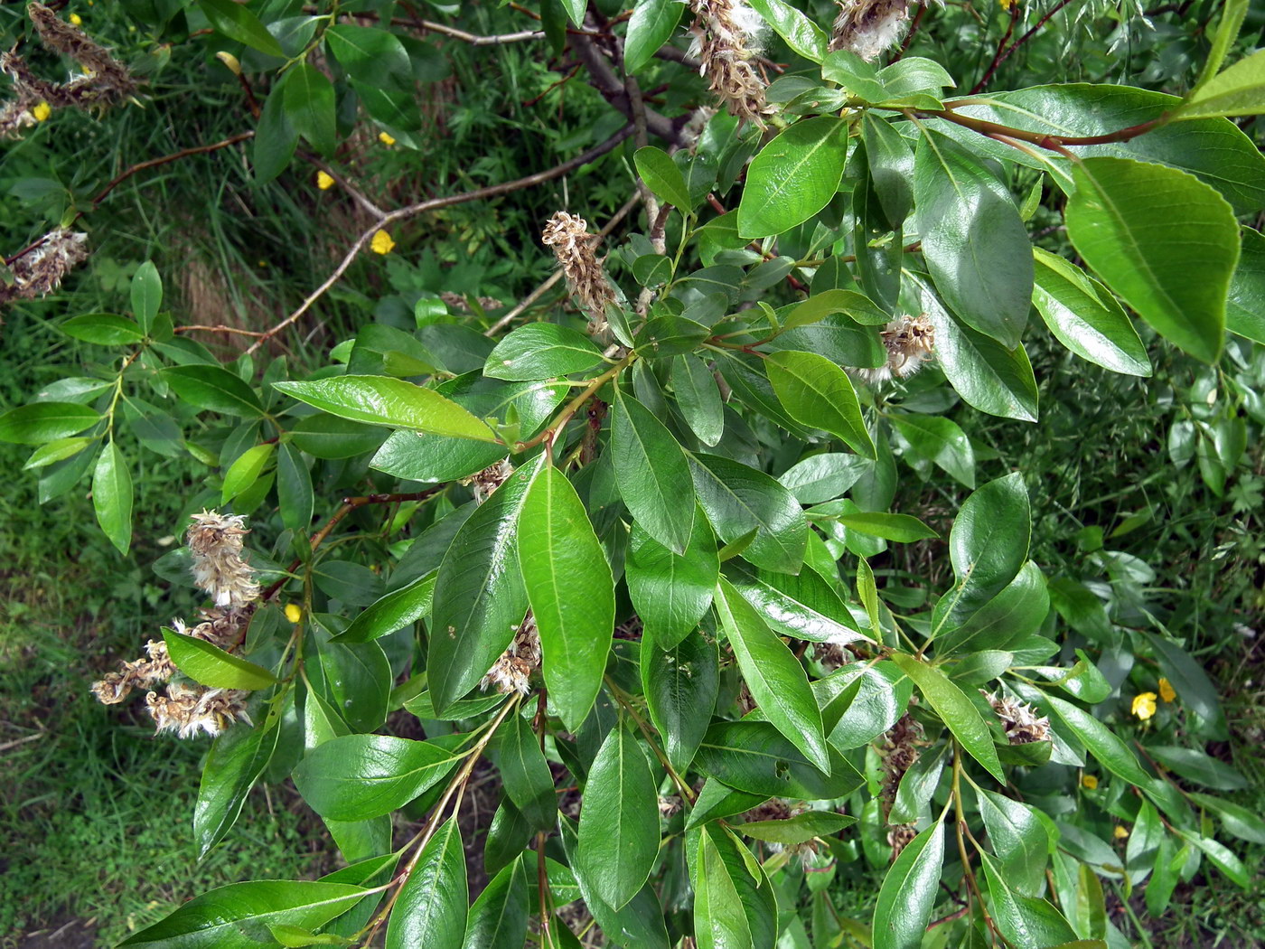 Изображение особи Salix phylicifolia.