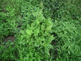 Rumex confertus. Зацветающее растение среди зарослей Urtica dioica и Chamaenerion angustifolium. Мурманск: мкр-н Росляково, низинка на луговине. 30.06.2016.