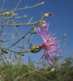 Centaurea odessana. Верхушка побега с соцветием. Краснодарский край, м/о Анапа, окр. станицы Благовещенская, Витязевская коса, на дюне. 03.07.2016.