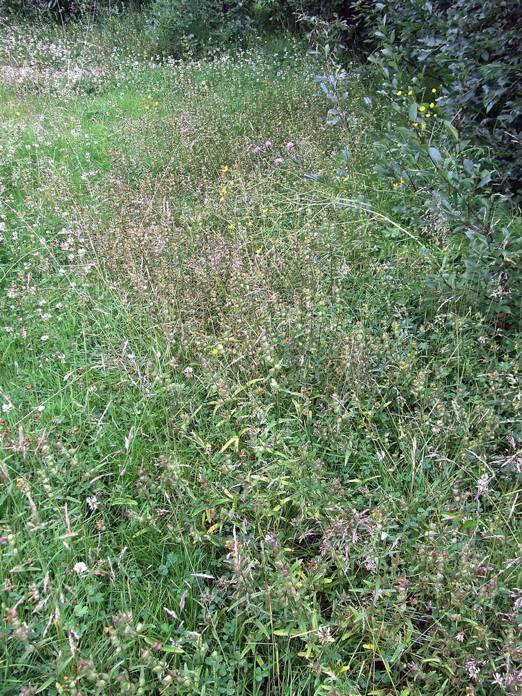 Image of genus Rhinanthus specimen.