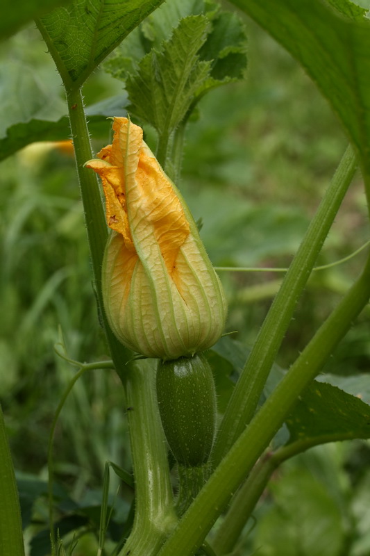 Изображение особи Cucurbita pepo.