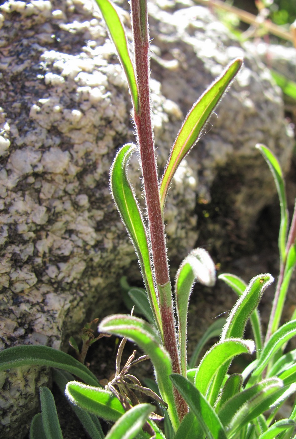 Изображение особи Aster alpinus.