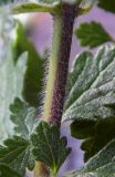 Teucrium chamaedrys