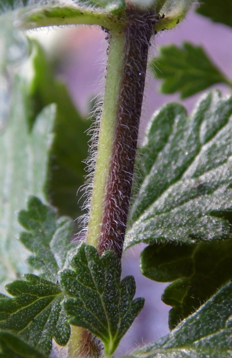 Изображение особи Teucrium chamaedrys.