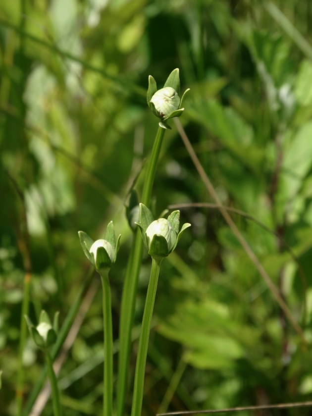 Изображение особи Parnassia palustris.