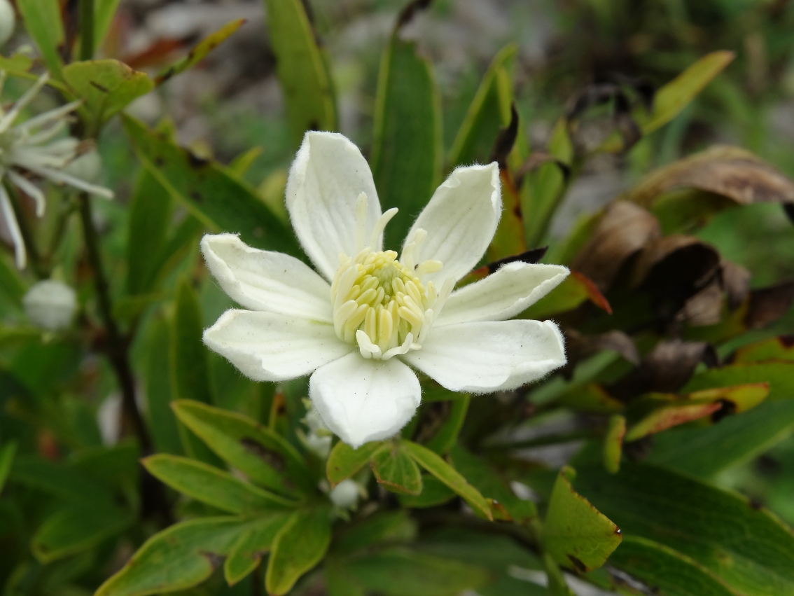 Image of Clematis hexapetala specimen.