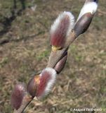 Salix caprea