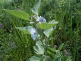 Althaea officinalis