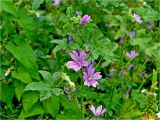 Malva sylvestris