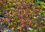 Malus × purpurea. Часть ветви плодоносящего дерева. Московская обл., г. Железнодорожный, в культуре. 02.10.2016.
