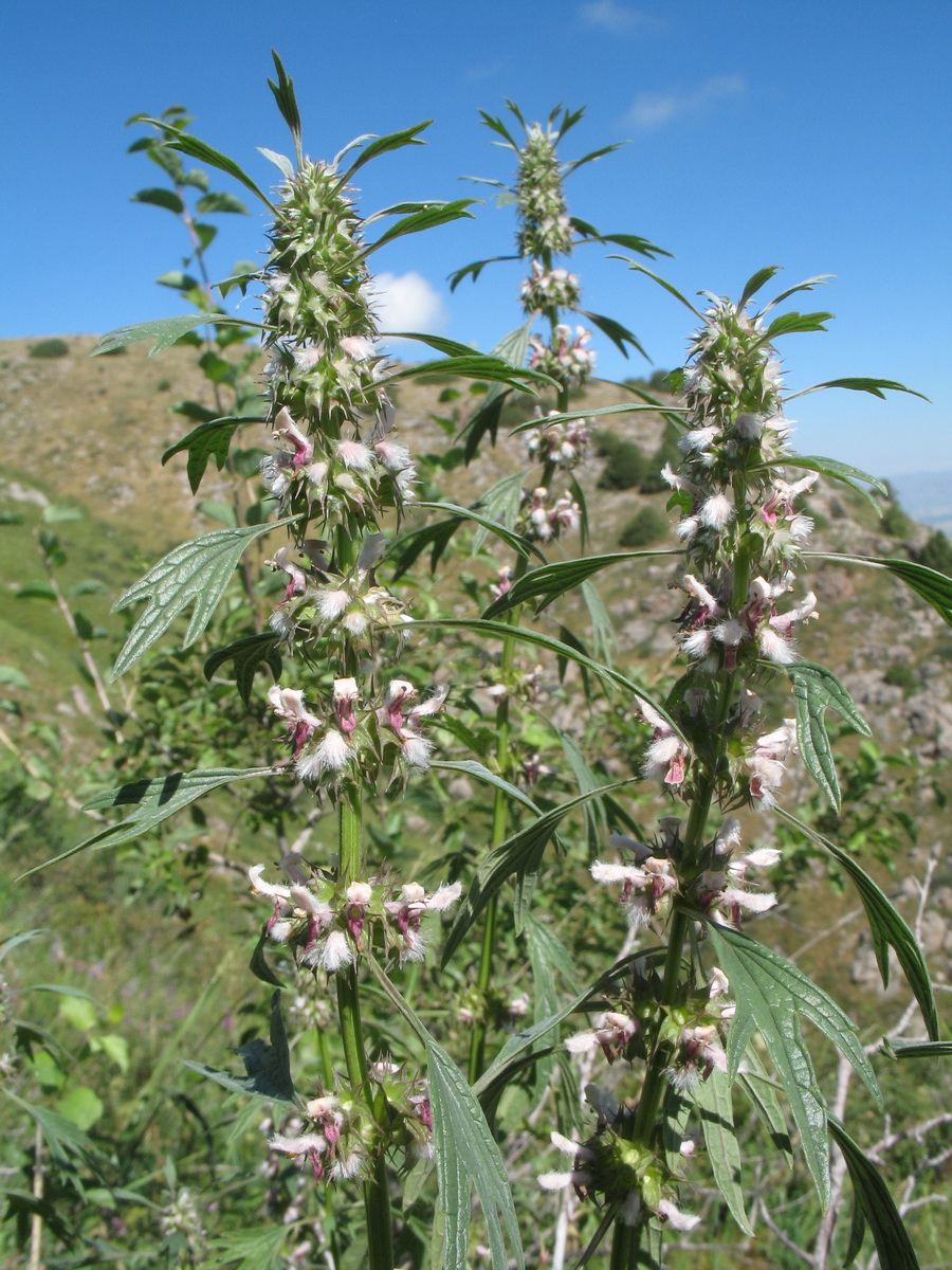 Изображение особи Leonurus turkestanicus.