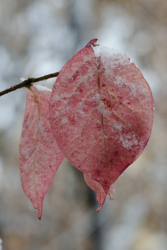 Image of Euonymus pauciflorus specimen.