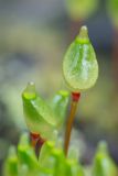 Buxbaumia aphylla