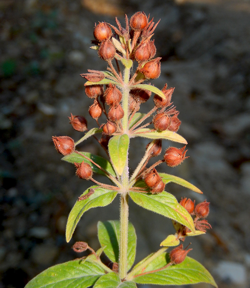 Изображение особи Lysimachia verticillaris.