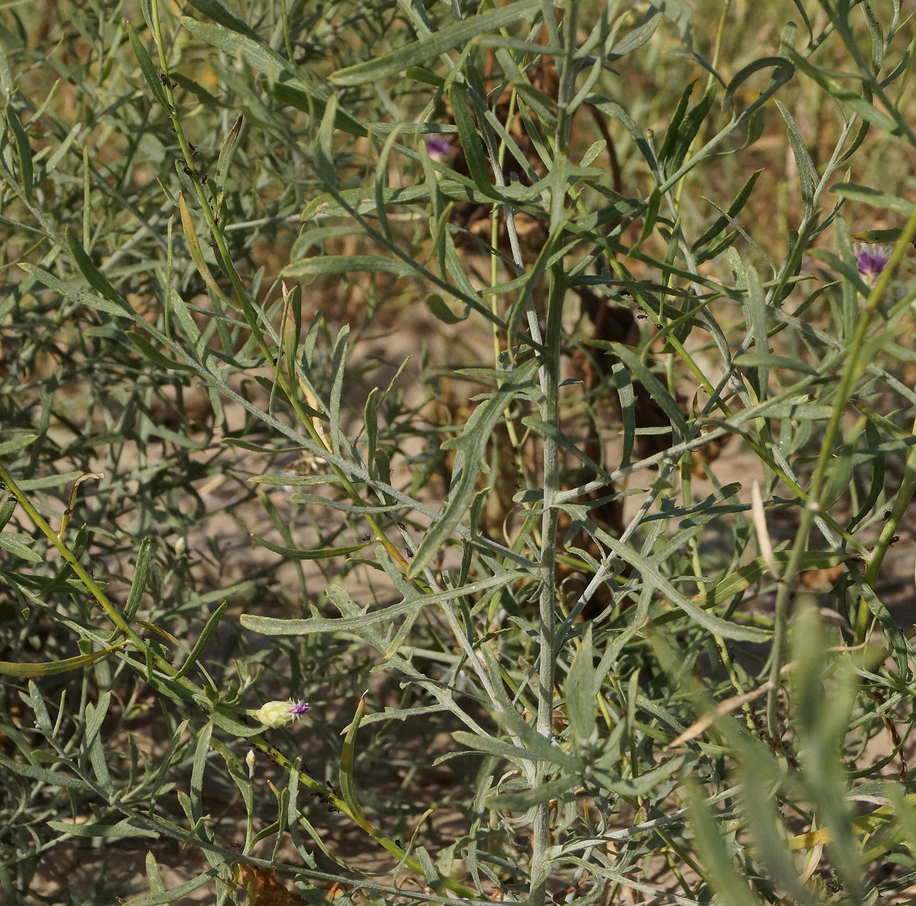 Image of Acroptilon repens specimen.