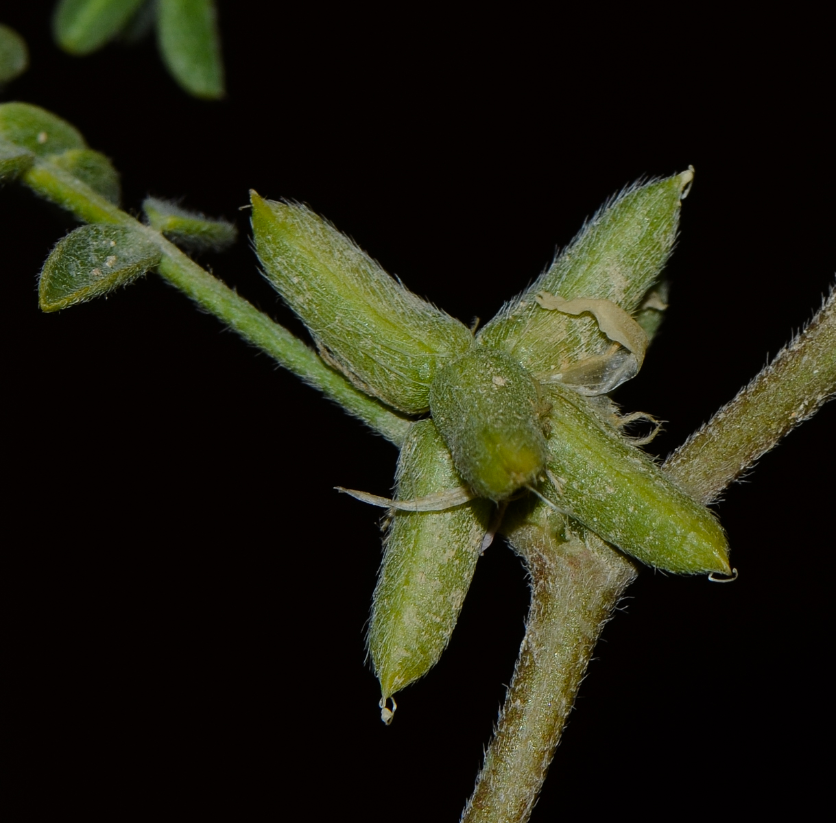 Image of Astragalus tribuloides specimen.