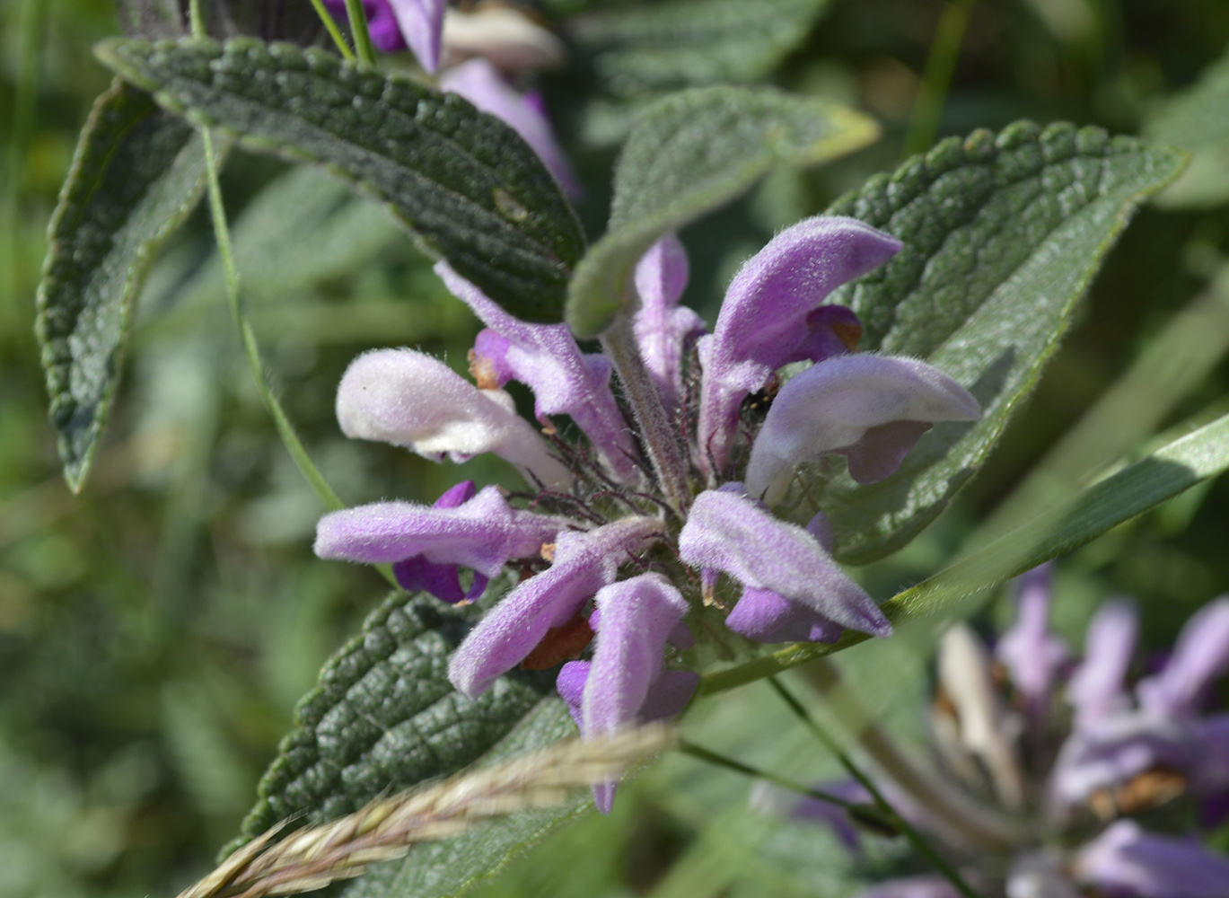 Image of Phlomis taurica specimen.