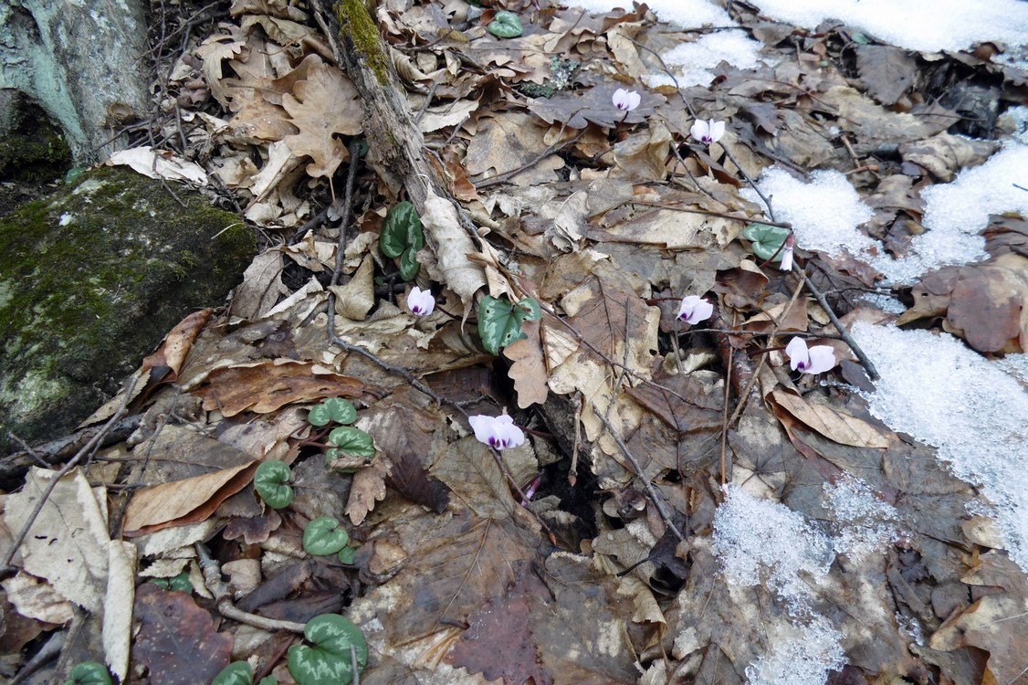 Image of Cyclamen coum specimen.