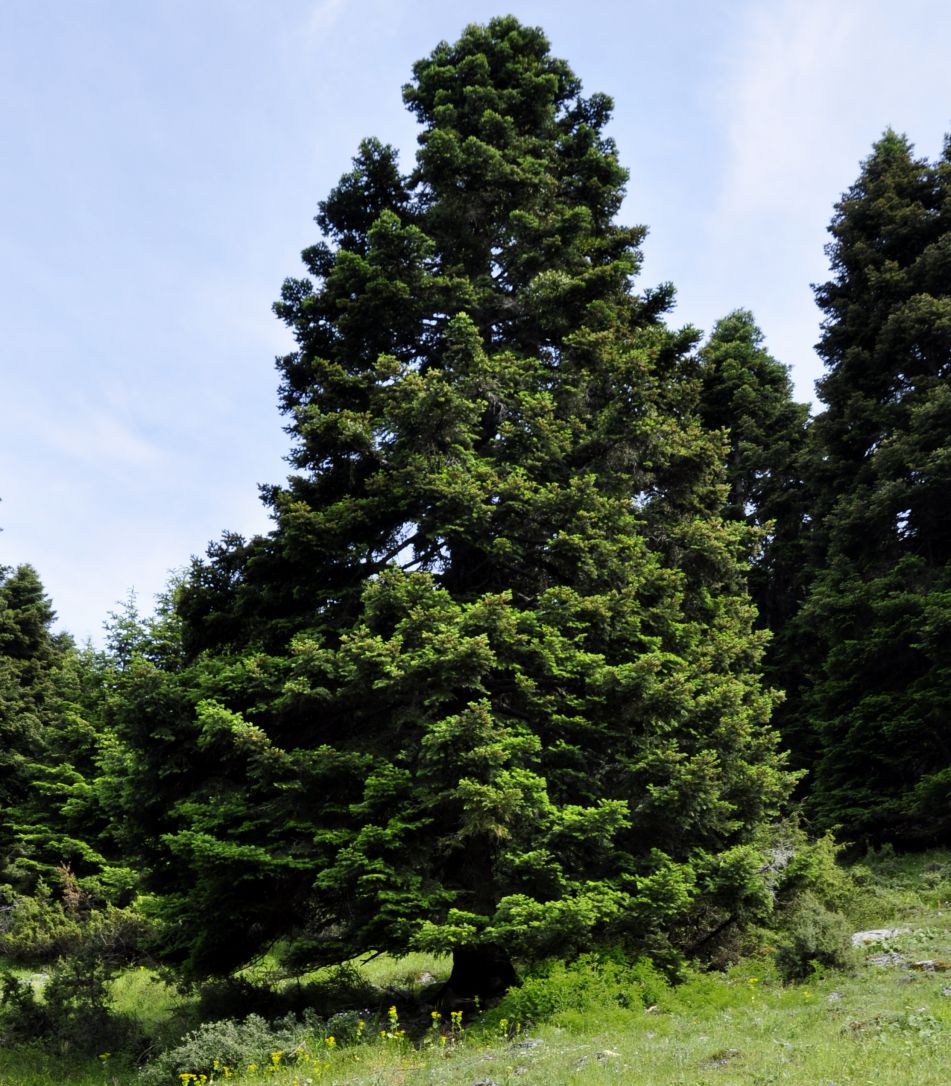 Image of Abies cephalonica specimen.