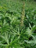 Aconitum sajanense