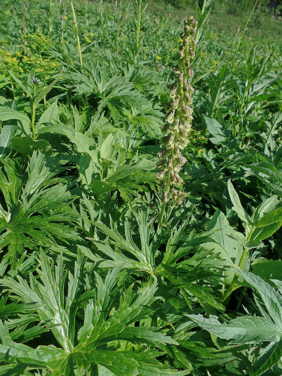 Изображение особи Aconitum sajanense.