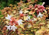 Abelia × grandiflora