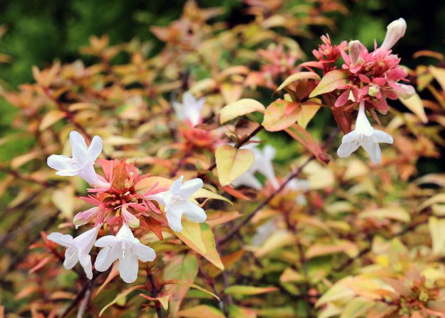 Image of Abelia × grandiflora specimen.
