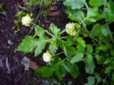 Rorippa palustris. Верхушки цветущих и плодоносящих побегов с галлами. Свердловская обл., окр. г. Североуральск, дачный участок. 03.09.2016.