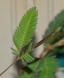 Mimosa pudica