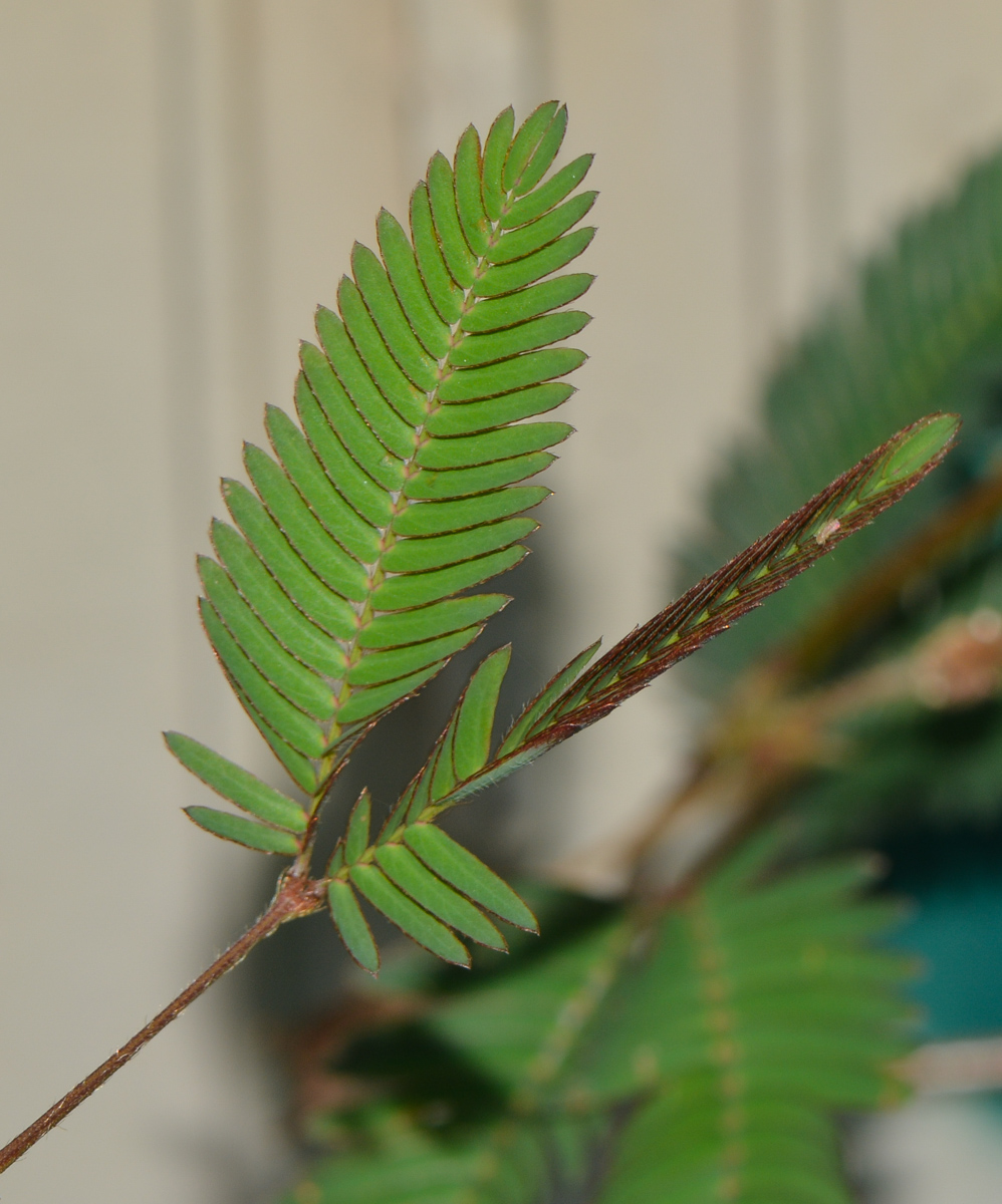 Изображение особи Mimosa pudica.