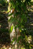 genus Vanilla