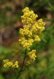 Galium verum