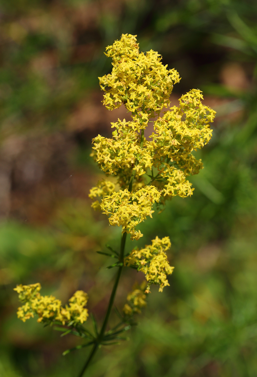 Изображение особи Galium verum.