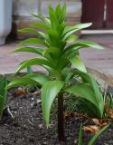 Fritillaria imperialis