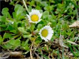 Bellis perennis