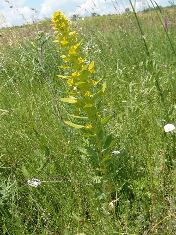 Image of Euphorbia agraria specimen.