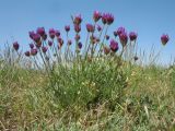 Astragalus stenanthus