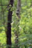 Aconitum ranunculoides