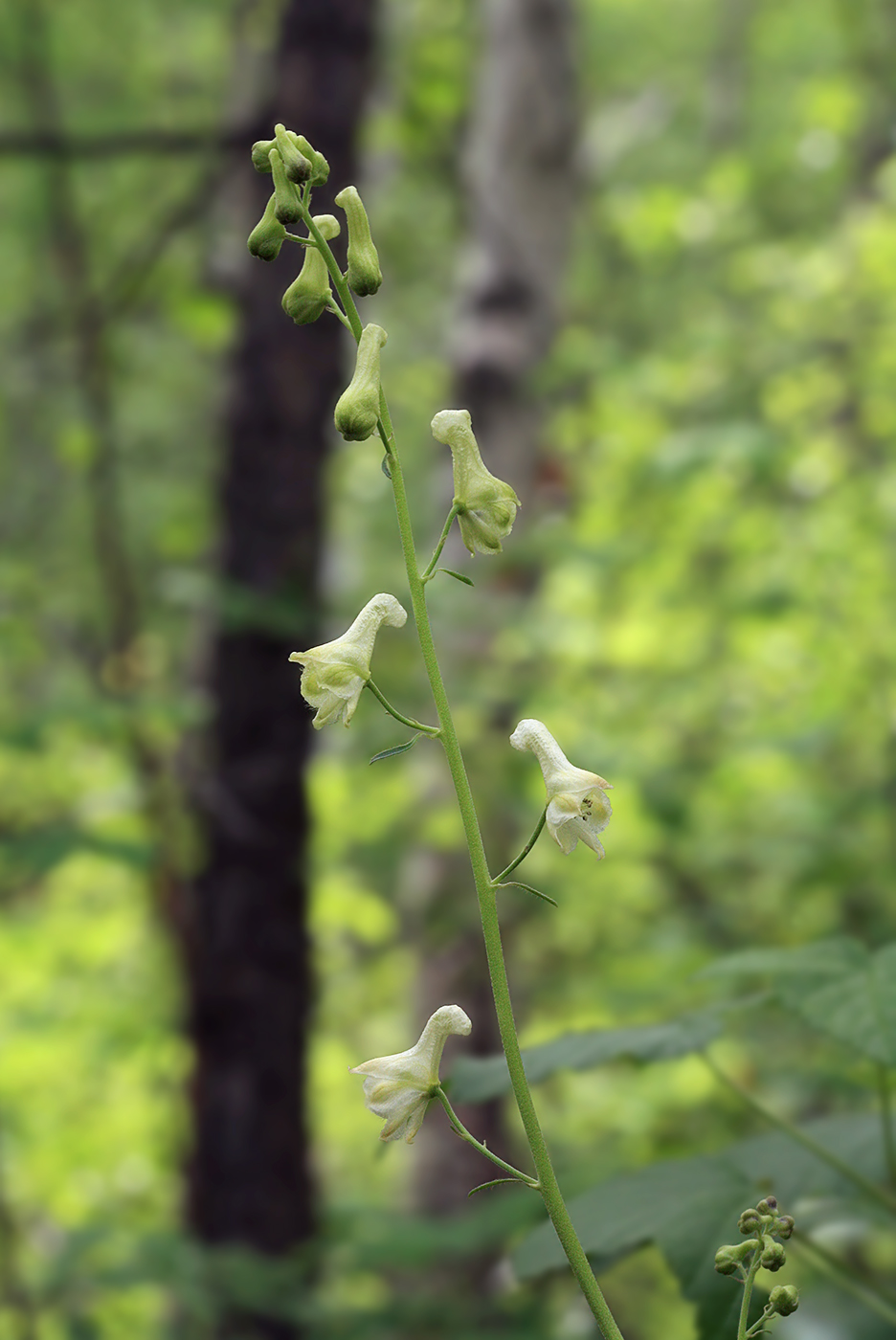 Изображение особи Aconitum ranunculoides.