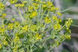 Смотреть изображение род Euphorbia