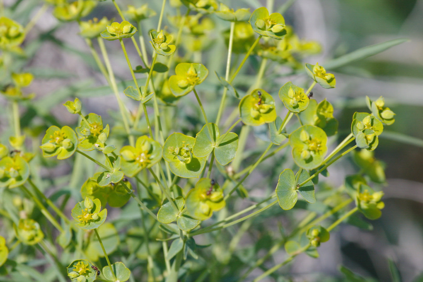 Изображение особи род Euphorbia.